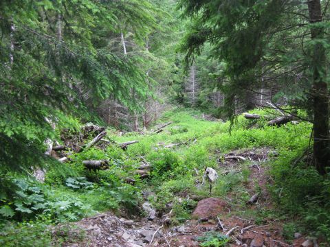 2010 Ford Pickup - A dense forest scene with a path winding through undergrowth and fallen trees.