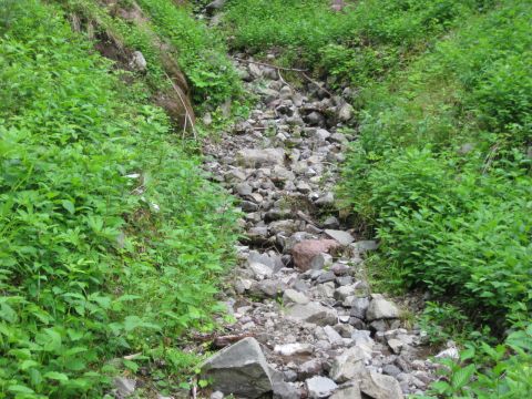 2010 Ford Pickup - A natural scene of a rocky streambed bordered by dense green vegetation.