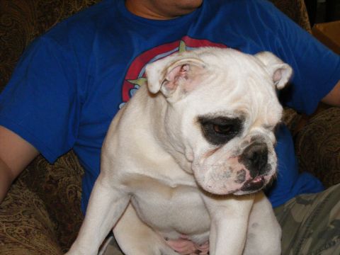 2006 Ford F-250 - English Bulldog puppy sits on a person's lap, with a Supermotors watermark visible.