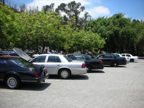 1992 Ford Crown Victoria - A line of Crown Victorias, some black, one silver, and one white, are parked under trees on a sunny day.