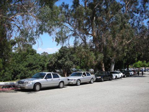 1992 Ford Crown Victoria - A line of police cruisers are parked on a street under large trees.