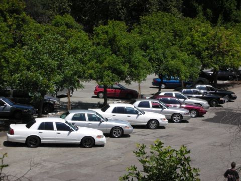 1992 Ford Crown Victoria - A row of sedans, including a white 1992 Ford Crown Victoria, are parked under trees.