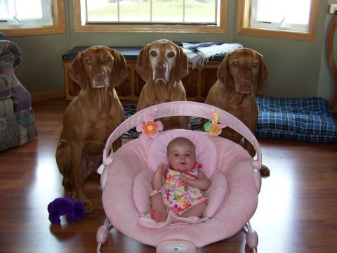 1993 Ford Bronco - Three Vizsla dogs pose behind a baby in a pink bouncer, with a purple toy on the floor.