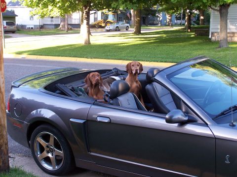 1993 Ford Bronco - Two dogs ride in a convertible on a sunny day.
