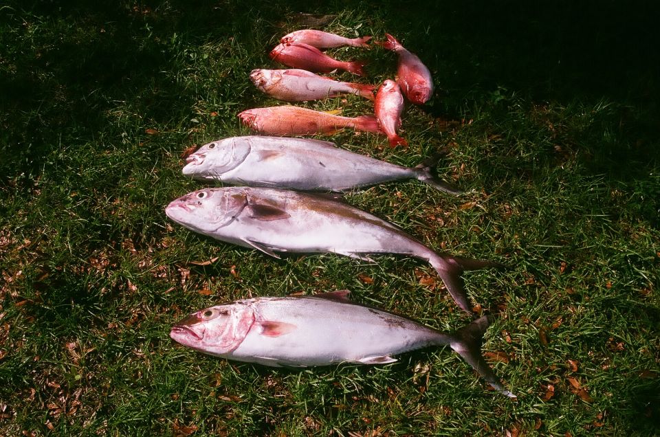 Several fish laid out on grass, with a Supermotors.net watermark