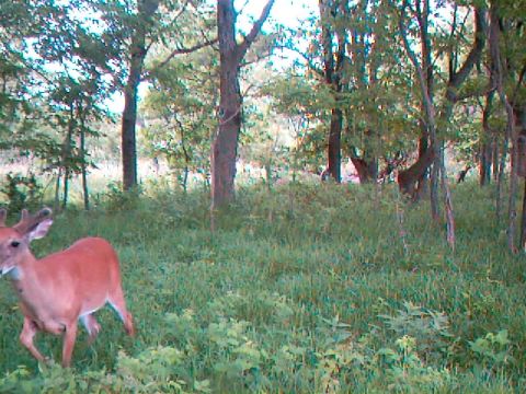 2009 Commando LC250 “Trail Cam Pix”