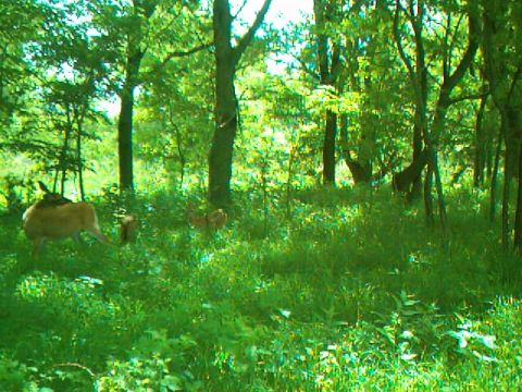2009 Commando LC250 “Trail Cam Pix”