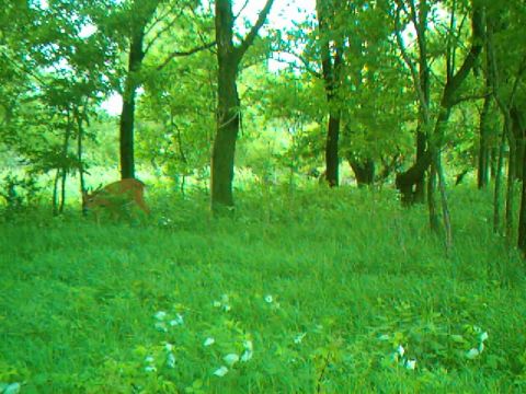 2009 Commando LC250 “Trail Cam Pix”