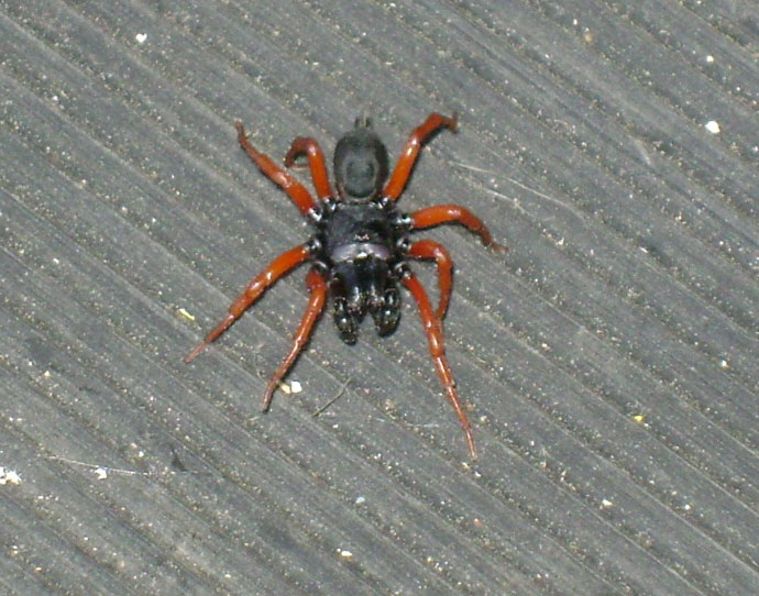 Spider with black body and red legs on a textured surface