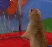 1990 Ford Bronco - A prairie dog attempts to interact with several colorful balloons.