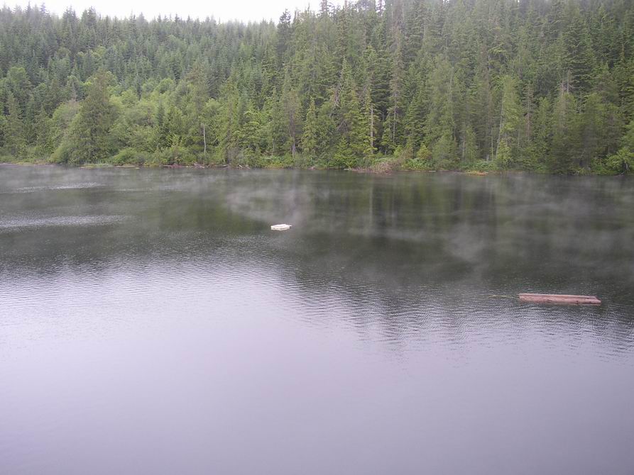 Calm forest lake with mist rising off the surface and a floating log, dense evergreens behind
