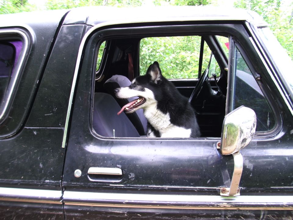 Husky dog with tongue out looking out the passenger window of a black truck