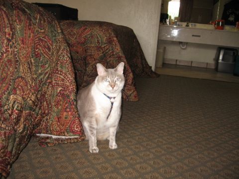 1966 Ford F-100 - A cat sits on the carpet in a hotel room, with a bed to its left and a vanity area in the background.