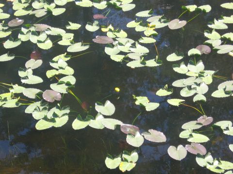 1989 Ford Bronco - Lily pads cover the surface of a dark body of water, with some yellow flowers blooming.