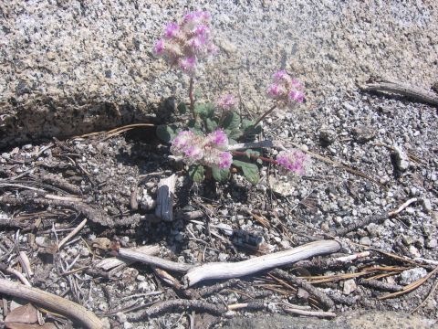 1989 Ford Bronco - A patch of wildflowers blooms in a rocky, arid environment with dry twigs and debris scattered on the ground.
