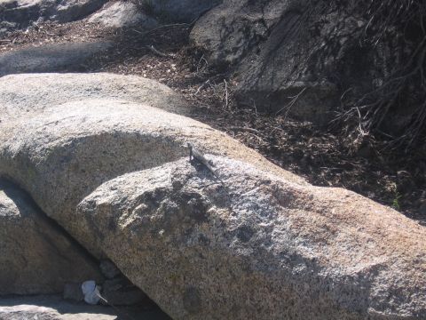 1989 Ford Bronco - A small lizard basks on a large granite boulder, surrounded by dry brush and rocks.