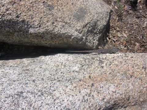 1989 Ford Bronco - A lizard is camouflaged against a rocky surface, with dry leaves scattered nearby.