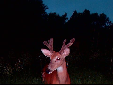 2009 Commando LC250 “Trail Cam Pix”