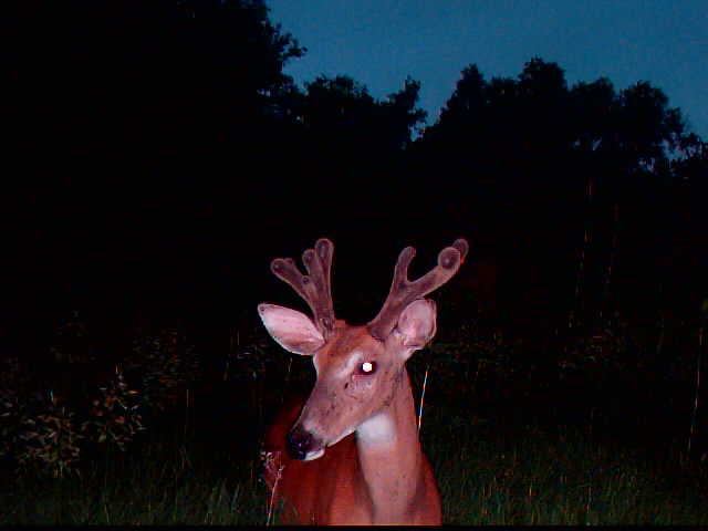 White-tailed buck with velvet antlers captured by trail camera at dusk