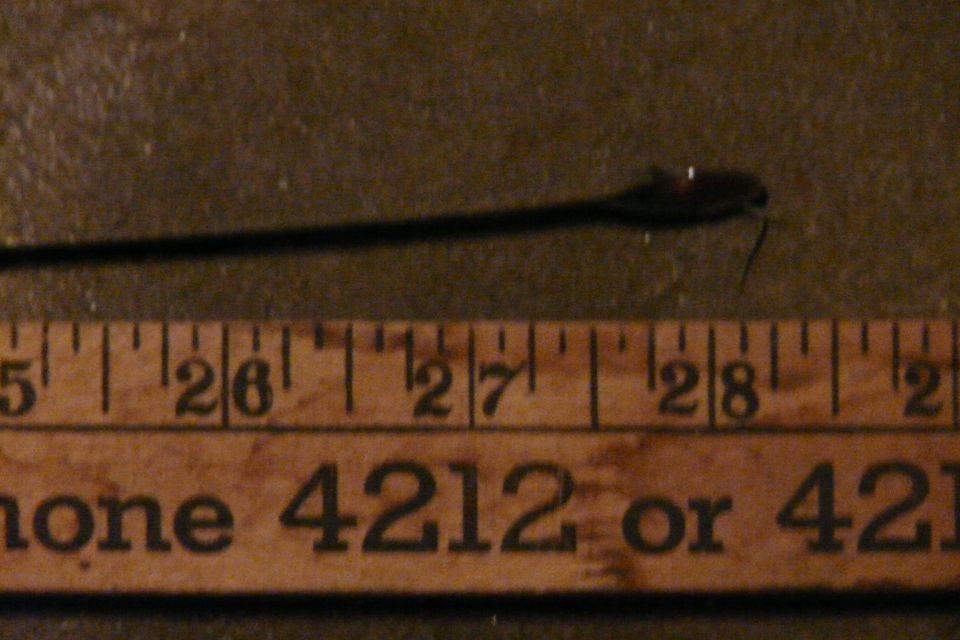 Close-up of a dipstick next to a ruler with markings up to 28 inches. Text on ruler says 'phone 4212 or 421'