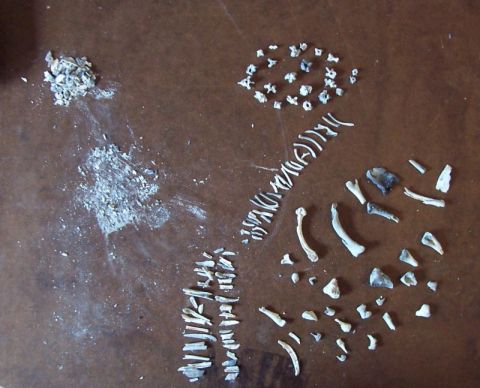 1990 Ford Bronco - Disarticulated bones and bone fragments are arranged on a brown surface, possibly for study or display.