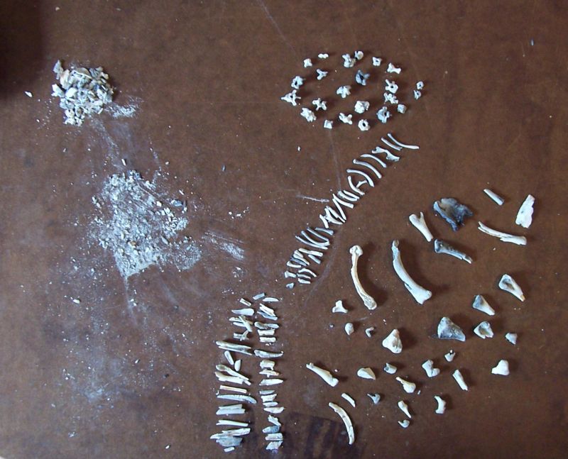 Animal skeleton fragments scattered on a brown surface