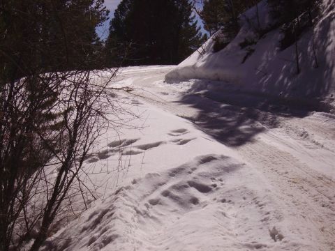 1978 Ford Bronco - A snowy mountain road with tire tracks and footprints, likely taken in winter.