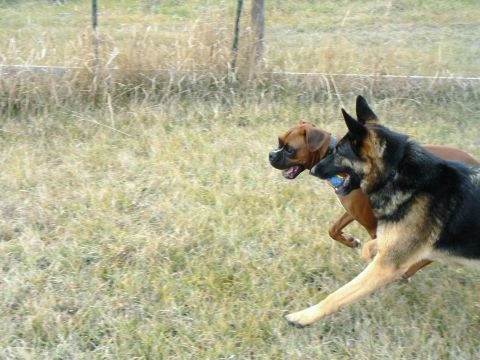 2006 Ford E350 - A German Shepherd and a Boxer play fetch in a dry, grassy field.