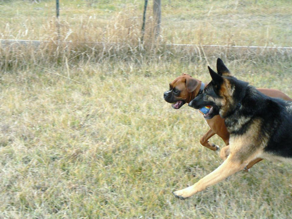 Two dogs, a German Shepherd and a Boxer, running in a grassy field