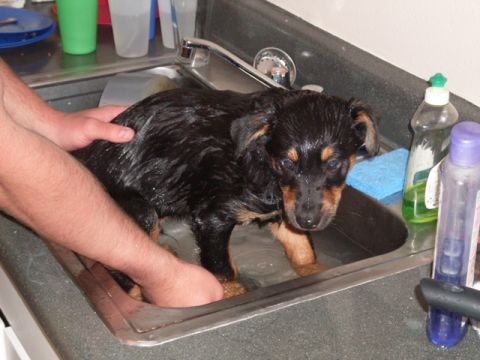 1996 Ford Bronco - A puppy gets a bath in a kitchen sink with soap and a sponge nearby.