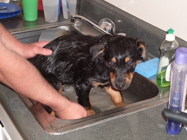 Black and tan puppy getting a bath in a stainless kitchen sink