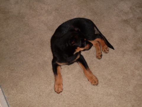 1996 Ford Bronco - A rottweiler puppy is lying down on a carpeted floor.