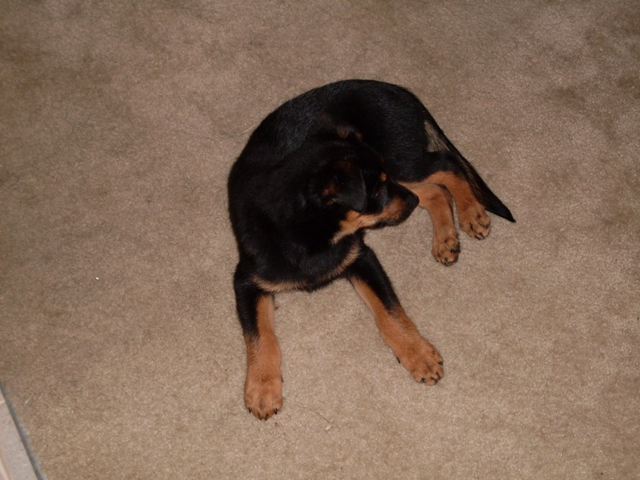 Black and tan Rottweiler puppy curled up resting on beige carpet