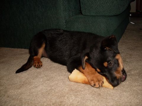 1996 Ford Bronco - A young puppy chews on a bone while lying on a carpeted floor.