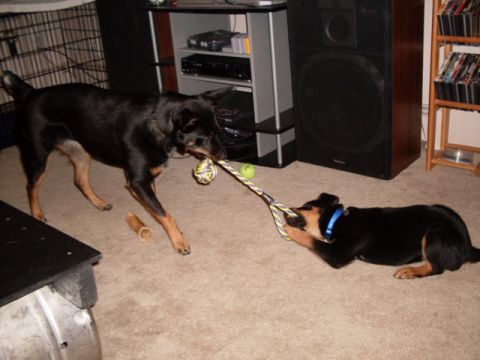 1996 Ford Bronco - Two dogs are playing tug-of-war with a rope toy on a carpeted floor.