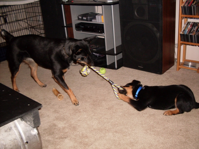 Two black and tan dogs playing tug-of-war with a rope toy indoors