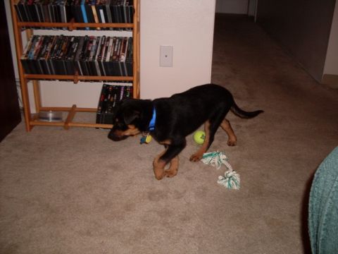 1996 Ford Bronco - A young dog plays indoors with a ball and rope toy near a shelf filled with DVDs.