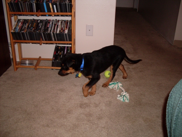 Black and tan puppy on carpet with tennis ball and rope toy beside a DVD rack