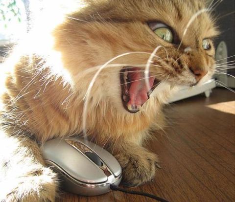 1984 Ford Bronco - This cat seems to be having a rough time with its computer mouse.