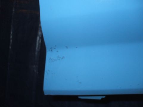 1990 Ford Bronco - Rust spots are visible on the lower portion of a blue vehicle's door.