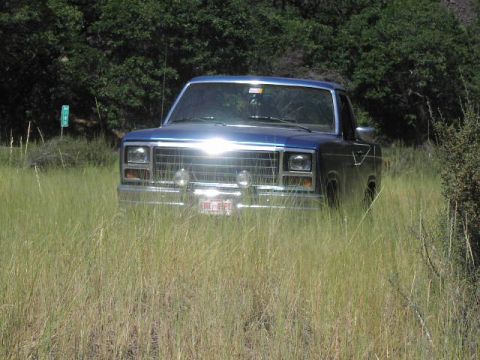 1981 Ford Bronco - in the weeds...