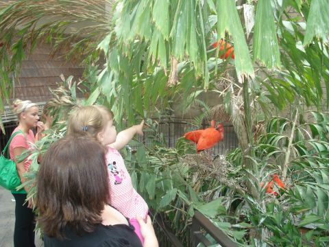 2000 Ford Crown Victoria - Our first stop on our vacation, Bird Kingdom. She loved it!