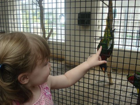 2000 Ford Crown Victoria - A child observes a bird in an enclosure at what appears to be a zoo or aviary.