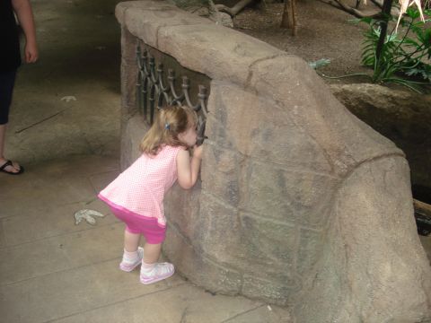 2000 Ford Crown Victoria - A young child peers through a gap in a textured stone enclosure at an exhibit.