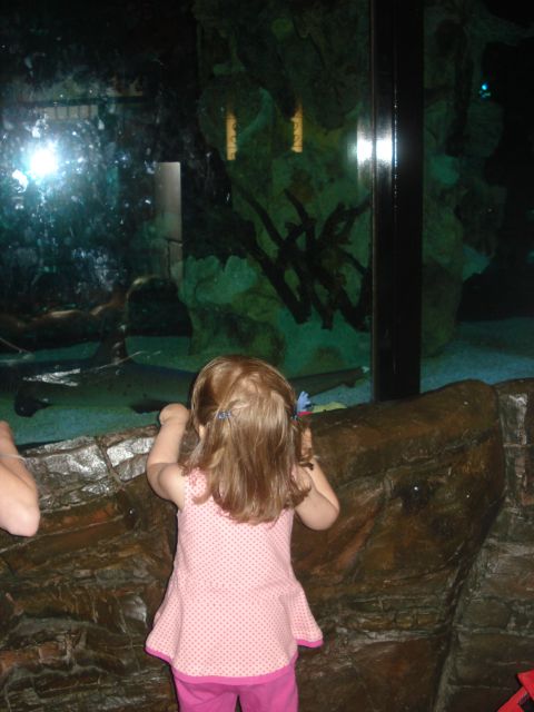 2000 Ford Crown Victoria - Mia checking out the shark inside the Rainforest Cafe.