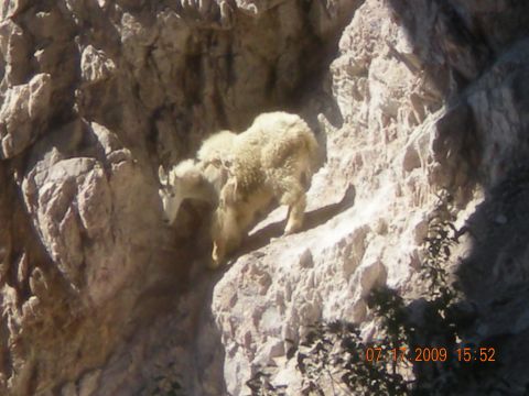 1974 Ford Ranchero - A mountain goat navigates a steep, rocky cliffside, its shaggy coat blending with the natural environment.