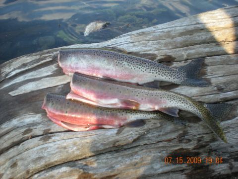 1974 Ford Ranchero - Three trout are laid out on a rustic wooden log, with water visible in the background. A timestamp indicates the photo was taken on 07.15.2…
