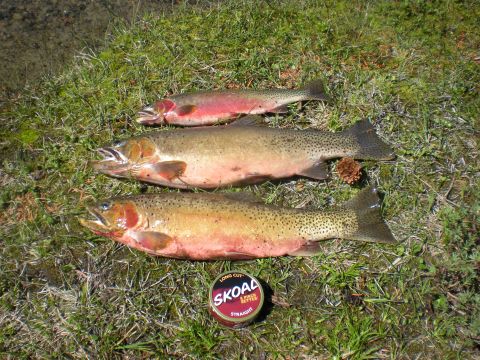 1974 Ford Ranchero - Three trout are displayed on the grass next to a can of Skoal, with a water edge visible in the background.