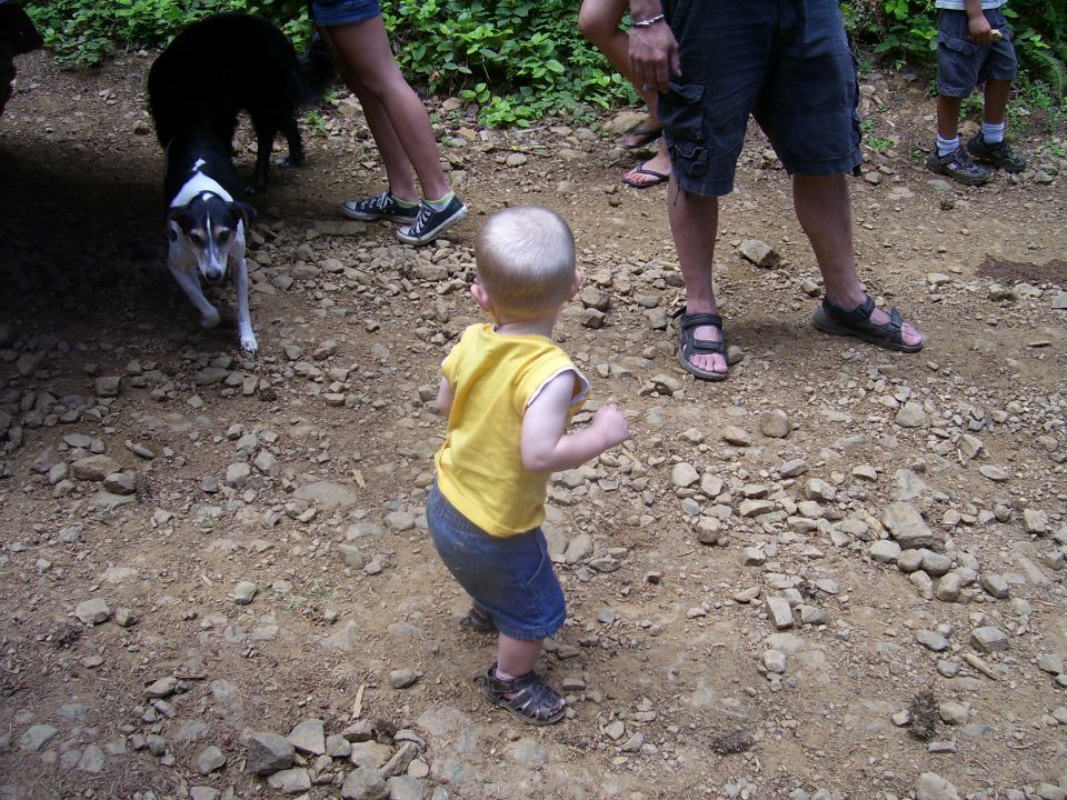 Child in yellow shirt and blue shorts on a rocky dirt path with two dogs