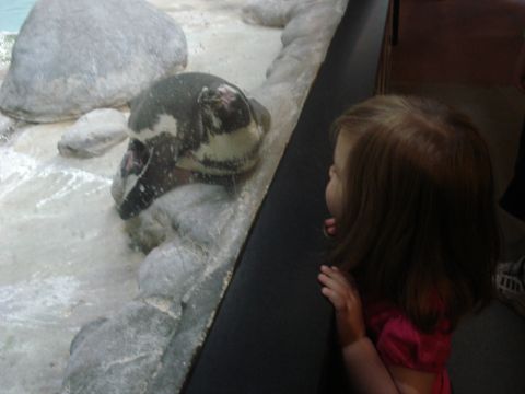 2000 Ford Crown Victoria - Mia and her favorite...penguins!!